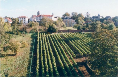 Vigne du clos